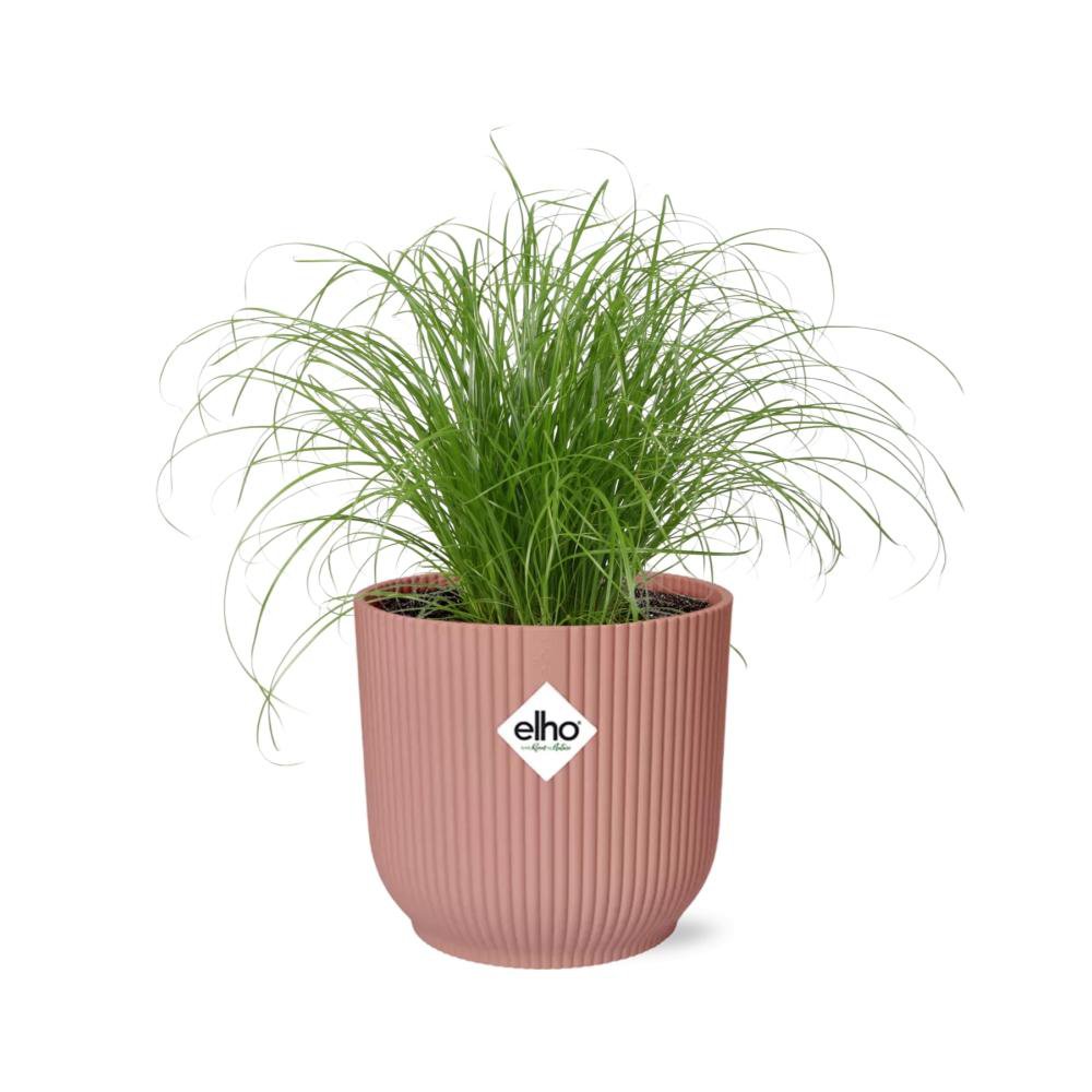 Plante cyperus alternifolius parapluie
