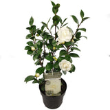 Camellia jap. "Nuccio's Gem '- Ø19cm - ↕65cm