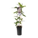 Clématite Armandii en pot Ø17 cm