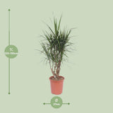 Dracaena Marginata - Ø27cm - ↕130cm