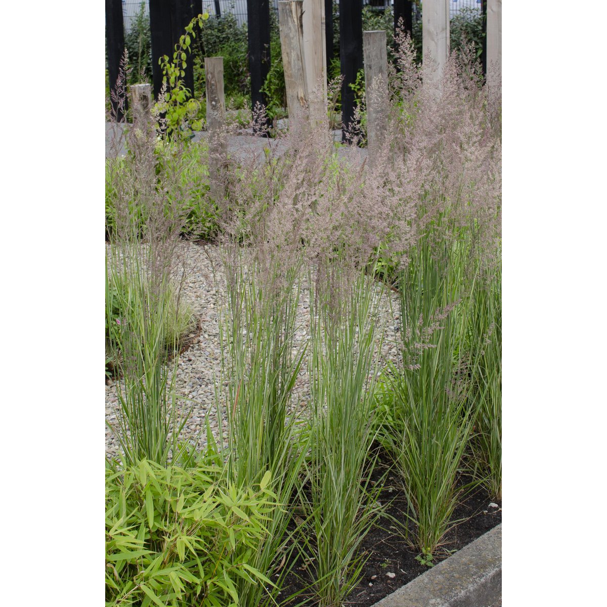 Plante Calamagrostis X 'Overdam' dans un intérieur moderne