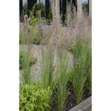 Plante Calamagrostis X 'Overdam' dans un intérieur moderne