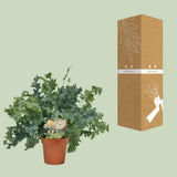Plante artificielle Phlebodium Davana diamètre 12 cm hauteur 35 cm