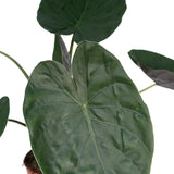 Alocasia Wentii - Oreille d'éléphant - Ø19cm - ↕70cm