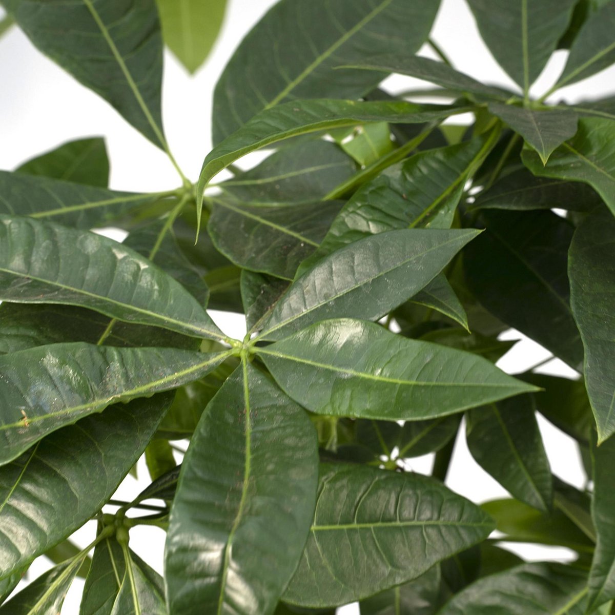 Pachira Aquatica - Arbre d'argent - Vue d'ensemble dans un intérieur