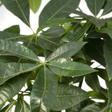 Pachira Aquatica - Arbre d'argent - Vue d'ensemble dans un intérieur
