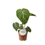Philodendron Gloriosum Dark Form dans un pot de Ø12cm, feuillage luxuriant