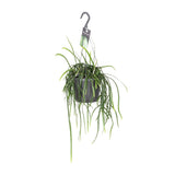 Le récipient Bolivianum - Ø7cm - ↕40cm