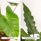 Lot de 2 plantes Alocasia en pot Ø19 cm hauteur 75 cm