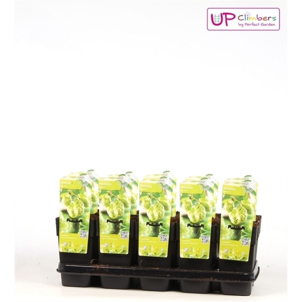 Humulus lupulus 'nordbrau' sur un fond naturel