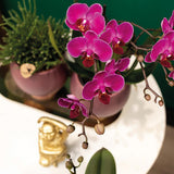 Lot de 2 orchidées Phalaenopsis violettes en pot Ø9 cm
