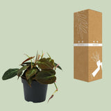 Philodendron Flashing - Ø12cm - ↕15cm