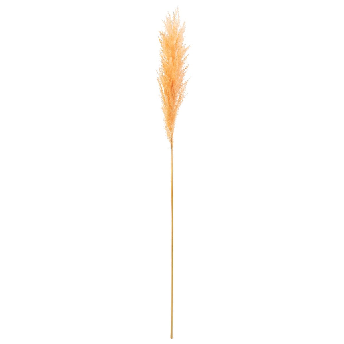 Branche de fleurs séchées J-Line Pampas en orange clair, élégante et naturelle