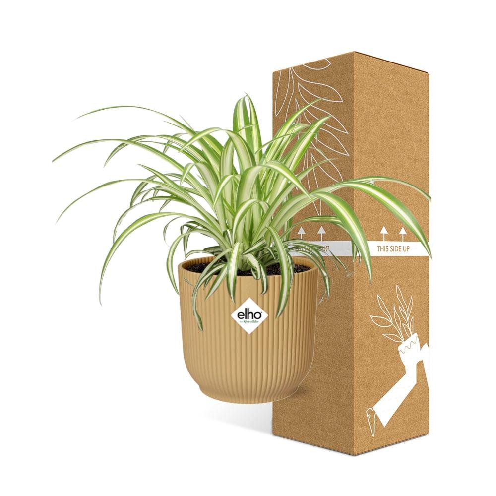 Chlorophytum comosum dans un cadre moderne