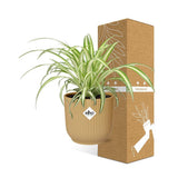 Chlorophytum comosum dans un cadre moderne