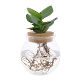 Clusia dans Bolglas + Click Coll - Ø12cm - ↕30cm
