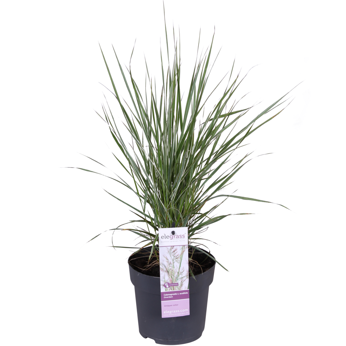 Détail des feuilles de Calamagrostis X 'Overdam' montrant leur texture