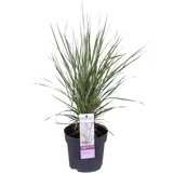 Détail des feuilles de Calamagrostis X 'Overdam' montrant leur texture