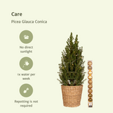 Picea glauca conica - Ø21cm - ↕80cm - or - Ø21 - ↨80cm