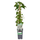Hortengea pétiolaris - Klimhortensia - Ø15cm - ↕65cm