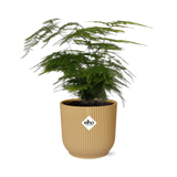 Asparagus setaceus en pot 14 cm elho jaune