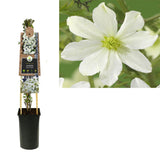 Clematis 'Early Sensation' +3.0 Étiquette - Ø17cm - ↕75cm