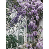 Wisteria floribunda 'Naga Noda' pluie bleue Ø15 cm ↕65 cm
