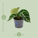 Anthurium Clarinerdium - Ø12 cm - ↕20cm