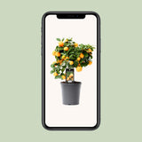 Citrus calamondin - Ø15cm - ↕40cm