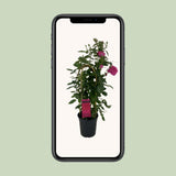 Rosa Sparkling Select P22 - Ø22cm - ↕70cm