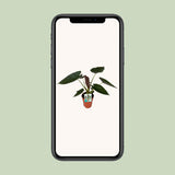 Alocasia Wentii en pot Ø19 cm vert profond