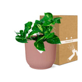 Plante Epipremnum pinnatum orange Ø14 cm