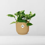 Plante artificielle Scindapsus Reine de marbre jaune