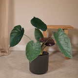 Alocasia Wentii - Oreille d'éléphant - Ø19cm - ↕70cm