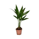 Areca Catechu - Ø12cm - ↕50cm