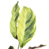 Plante artificielle Calathea fusion jaune en pot 14 cm