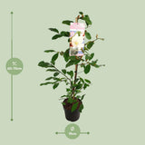 Magnolia Fairy Blush - Ø19 cm - 70 cm