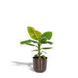 Muse Cavendish naine - ↨90 cm - Ø21 cm + Pot Mike Lead