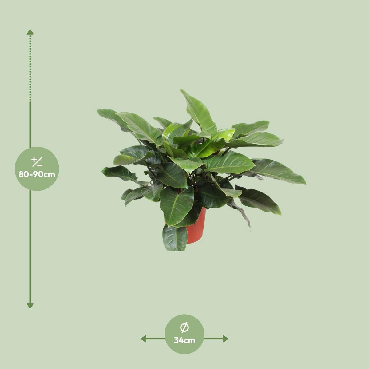 Philodendron Imperial vert Ø34 cm hauteur 90 cm