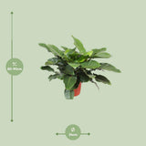 Philodendron Imperial vert Ø34 cm hauteur 90 cm