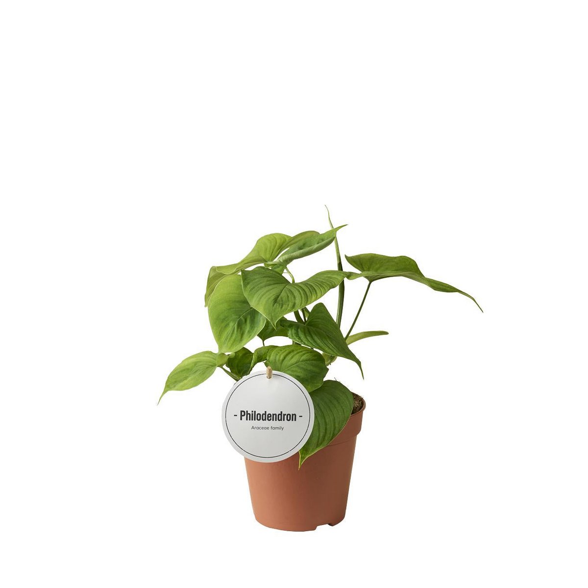 Philodendron Pérou - Plante d'intérieur élégante avec feuillage luxuriant