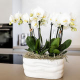 Cache-pot avec orchidées blanches et réservoir d'eau