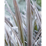 Astelia 'Red Shadow' en pot 19 cm cuivre rouge