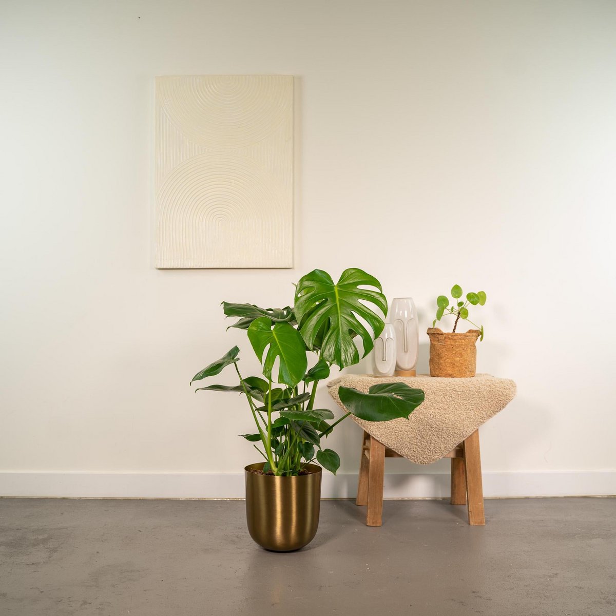 Détail des feuilles perforées de la Monstera Deliciosa