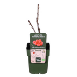 Ribes rubrum 'Jonkheer van tets' - Aalbes - Ø13cm - ↕45cm
