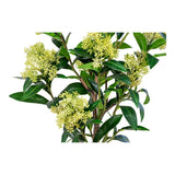 Arbre Skimmia dans un salon moderne et élégant