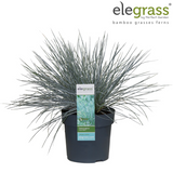 Plante artificielle Festuca glauca bleue
