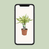 Dracaena Diamonddream - Ø17cm - ↕40cm