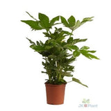 Fatsia japonica - Ø17cm - ↕40cm