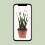 Sansevieria Fougère Mikado - Ø12cm - ↕40cm